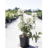 HYDRANGEA paniculata WIM'S RED En pot de 10-12 litres