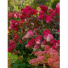 HYDRANGEA paniculata WIM'S RED
