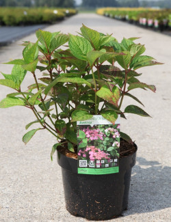 HYDRANGEA serrata AVELROZ En pot de 3-4 litres
