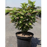 HYDRANGEA serrata ALVEROZ En pot de 10-12 litres