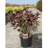 HYDRANGEA serrata DAREDEVIL En pot de 10-12 litres