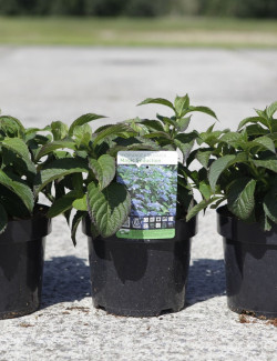 HYDRANGEA serrata MAGIC SEDUCTION En pot de 3-4 litres