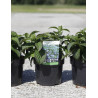 HYDRANGEA serrata MAGIC SEDUCTION En pot de 3-4 litres