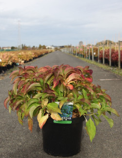 HYDRANGEA serrata MAGIC SEDUCTION En pot de 10-12 litres