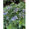 HYDRANGEA serrata MAGIC SEDUCTION