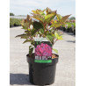 HYDRANGEA serrata PREZIOSA En pot de 3-4 litres