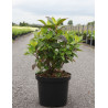 HYDRANGEA serrata PREZIOSA En pot de 10-12 litres