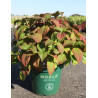 HYDRANGEA serrata VEERLE En pot de 10-12 litres