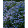 HYDRANGEA serrata VEERLE