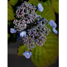 HYDRANGEA serrata VEERLE
