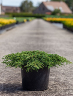 JUNIPERUS communis GREEN CARPET En pot de 7-10 litres
