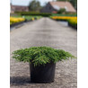JUNIPERUS communis GREEN CARPET En pot de 7-10 litres