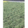 JUNIPERUS communis GREEN CARPET