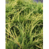 JUNIPERUS media OLD GOLD