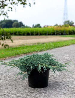 JUNIPERUS squamata BLUE CARPET En pot de 7-10 litres