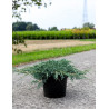 JUNIPERUS squamata BLUE CARPET En pot de 7-10 litres