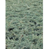 JUNIPERUS squamata BLUE CARPET
