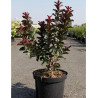 LAGERSTROEMIA PINK VELOUR
