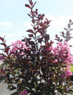 LAGERSTROEMIA RHAPSODY IN PINK