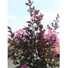 LAGERSTROEMIA RHAPSODY IN PINK