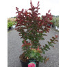 LAGERSTROEMIA DYNAMITE