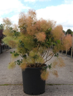 COTINUS coggygria YOUNG LADY En pot de 25-30 litres