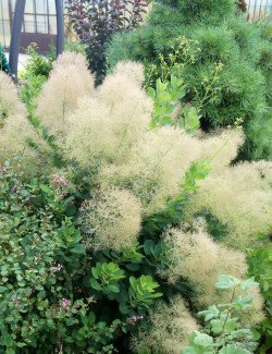 COTINUS coggygria YOUNG LADY