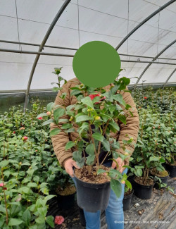 CAMELLIA japonica En pot de 7-10 litres