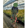 CAMELLIA japonica En pot de 15-20 litres
