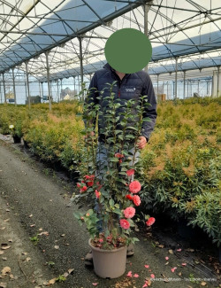 CAMELLIA japonica En pot de 15-20 litres