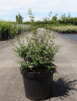 OSMANTHUS delavayi En pot de 7-10 litres