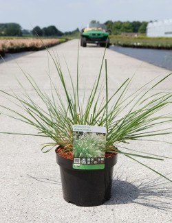 PENNISETUM alopecuroides En pot de 3-4 litres