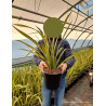 PHORMIUM APRICOT QUEEN En pot de 4-5 litres