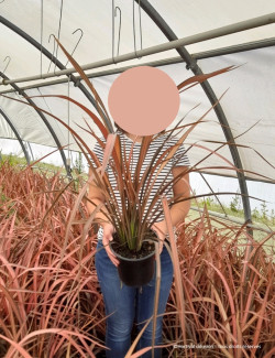 PHORMIUM JESTER En pot de 4-5 litres