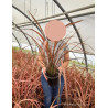 PHORMIUM JESTER En pot de 4-5 litres