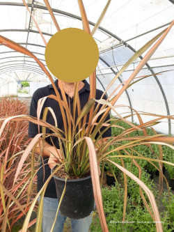 PHORMIUM RAINBOW MAIDEN En pot de 4-5 litres