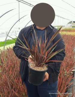 PHORMIUM RAINBOW QUEEN En pot de 4-5 litres