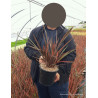 PHORMIUM RAINBOW QUEEN En pot de 4-5 litres
