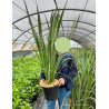 PHORMIUM tenax En pot de 10-12 litres