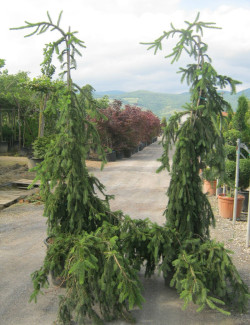 PICEA abies INVERSA PENDULA (Épicéa pleureur) 