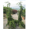 PICEA abies INVERSA PENDULA (Épicéa pleureur) 