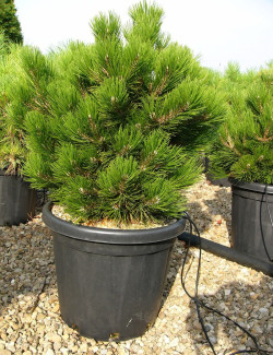 PINUS leucodermis COMPACT GEM En pot de 25-30 litres