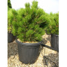 PINUS leucodermis COMPACT GEM En pot de 25-30 litres