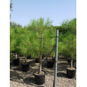 PINUS PINASTER En pot de 25-30 litres