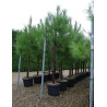 PINUS PINASTER En pot de 35-50 litres