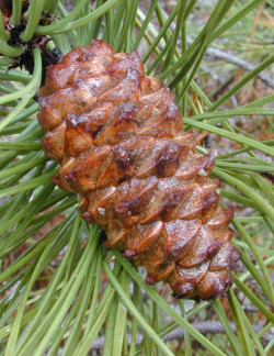 PINUS PINASTER
