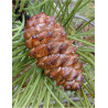 PINUS PINASTER