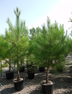 PINUS PINASTER En pot de 35-50 litres