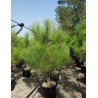 PINUS PINASTER En pot de 25-30 litres