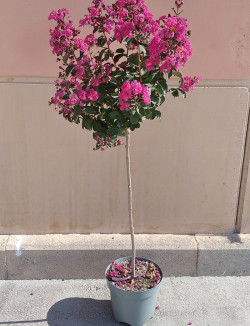 LAGERSTROEMIA En pot de 10-12 litres forme tige hauteur du tronc 090-110 cm